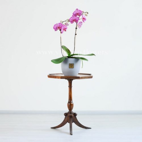 ارکیده بنفش رگه سفید بسیار زیبا است.