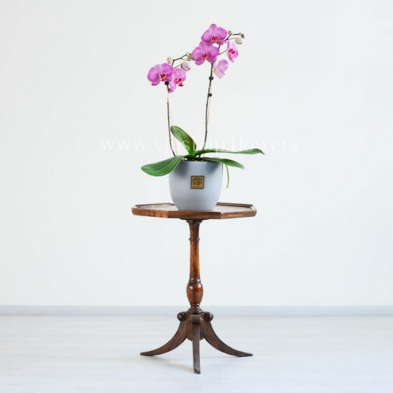 ارکیده بنفش رگه سفید بسیار زیبا است.