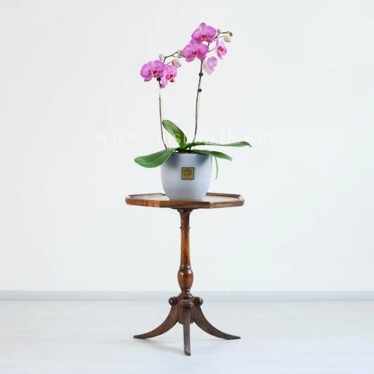 ارکیده بنفش رگه سفید بسیار زیبا است.