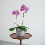 ارکیده بنفش رگه سفید دو شاخه گیاهی خاص است.