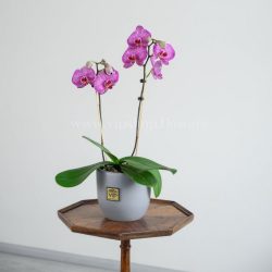 ارکیده بنفش رگه سفید دو شاخه گیاهی خاص است.