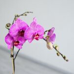 ارکیده بنفش رگه سفید تک شاخه رنگ خاصی دارد.