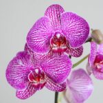 ارکیده بنفش رگه سفید دو شاخه جزئیات زیادی دارد.