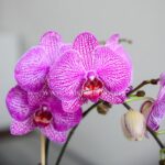 ارکیده بنفش رگه سفید جزئیات زیادی دارد.