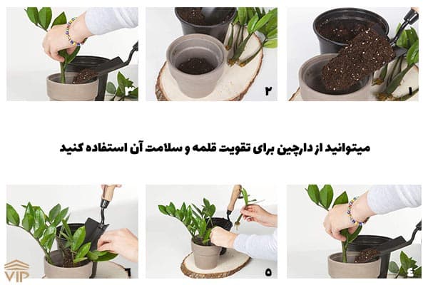 قلمه زدن زاموفیلیا در خاک