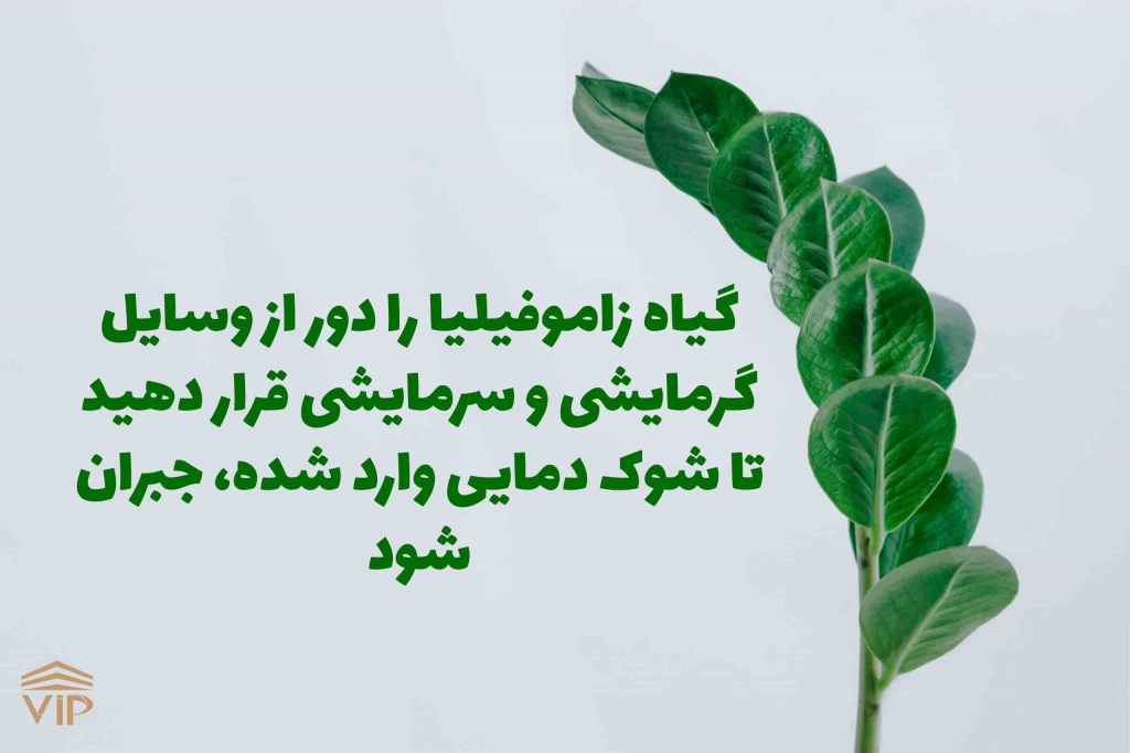 علت لوله شدن برگ زاموفیلیا و درمان آن