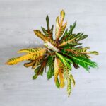 کروتون پامرغی کوچک از بالا زیباست.