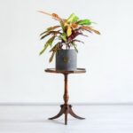 کروتون پامرغی کوچک برای روی میز مناسب است.