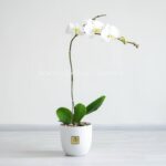 گلدان ارکیده سفید با گلدان سفید