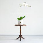 گلدان ارکیده سفید رو میز