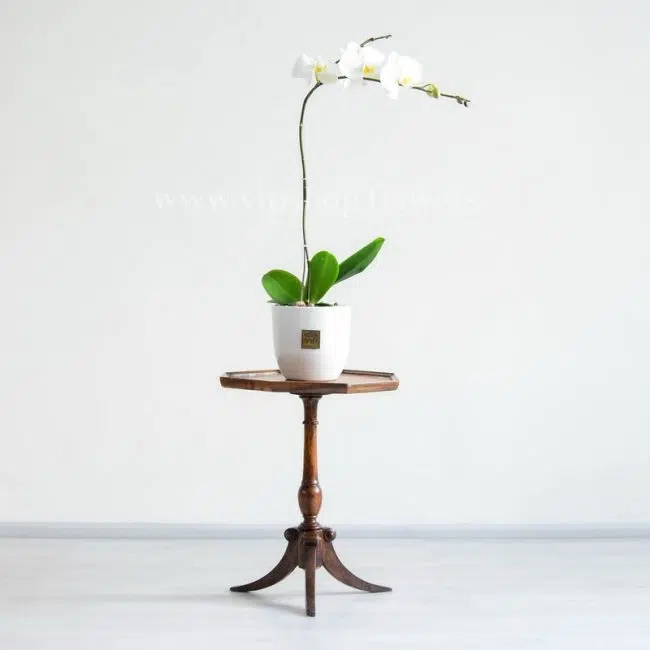 گلدان ارکیده سفید رو میز