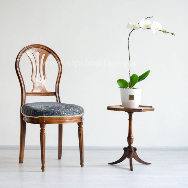 گلدان ارکیده سفید در کنار صندلی