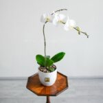 گلدان ارکیده سفید از زاویه ی بالا