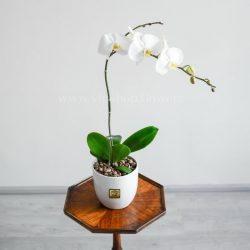 گلدان ارکیده سفید از زاویه ی بالا