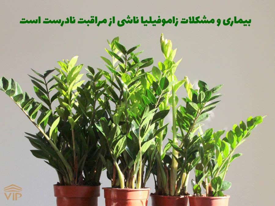 آشنایی کامل بامشکلات و <strong>بیماری</strong> های <strong>زاموفیلیا</strong>