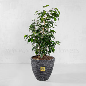 گلدان آپارتمانی بنجامین سبز