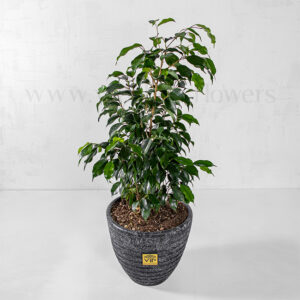 خرید گلدان آپارتمانی بنجامین سبز