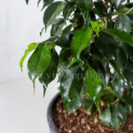 سفارش گیاه بنجامین سبز