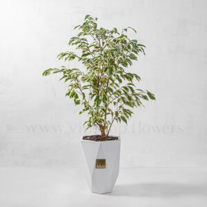 خرید اینترنتی گلان آپارتمانی بنجامین ابلق