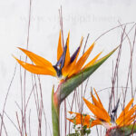 باکس گل موج دار گل استرلیتزیا