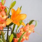 طیف رنگ نارنجی در گل های این محصول چشمگیر است.