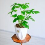 گیاه خانگی برگ انجیری تخت مقاوم است.