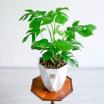 برگ های برگ انجیری تخت دارای ظاهری خاص و زیبا است.