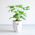 خرید اینترنتی گلدان آپارتمانی انجیری تخت