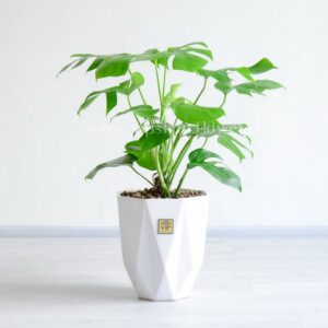 خرید اینترنتی گلدان آپارتمانی انجیری تخت