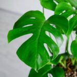 خرید اینترنتی گلدان آپارتمانی انجیری تخت