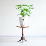 خرید اینترنتی گلدان آپارتمانی انجیری تخت