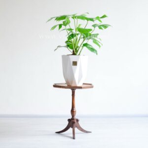 خرید اینترنتی گلدان آپارتمانی انجیری تخت