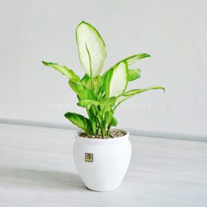 گلدان آپارتمانی دیفن باخیا کاملیا با گلدان سفید