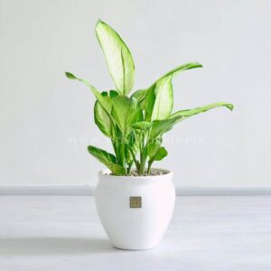 گلدان دیفن باخیا کاملیا