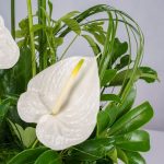باکس گل B235 - Image 2