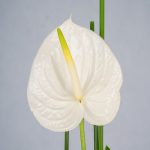 باکس گل B235 - Image 4