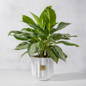 گلدان آپارتمانی آگلونما نقره ای