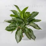 گیاه آپارتمانی آگلونما نقره ای از بالا