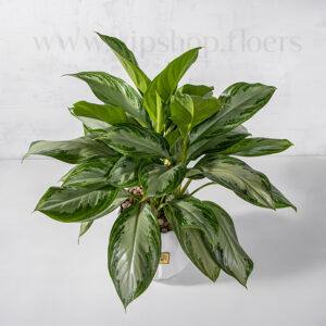 گیاه آپارتمانی آگلونما نقره ای از بالا