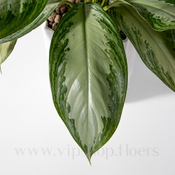 برگ گیاه آپارتمانی آگلونما نقره ای