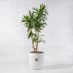 گلدان آپارتمانی پیله موا