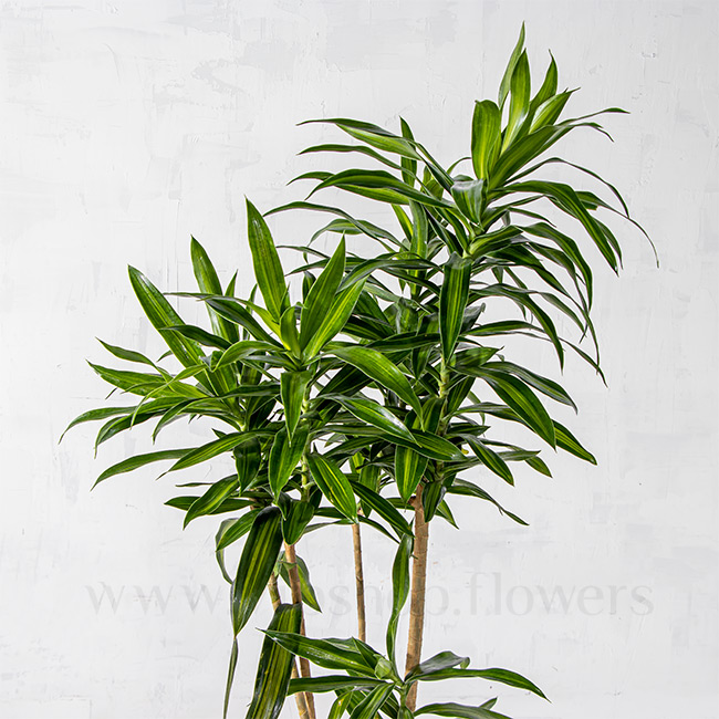 برگ های گیاه پیله موا یا دراسنا ریکی