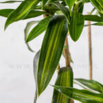 طرح برگ های گیاه دراسنا ریکی یا پیله موا