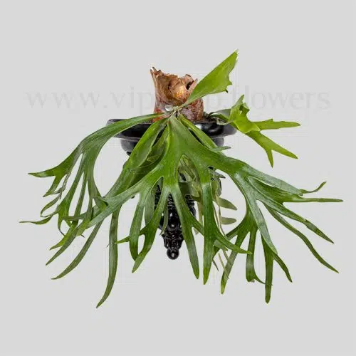 گلدان آپارتمانی سرخس شاخ گوزنی