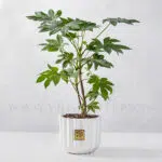 گلدان آپارتمانی آرالیا برگ پهن ژاپنی