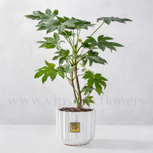 گلدان آپارتمانی آرالیا برگ پهن ژاپنی