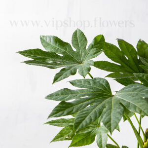 برگ های گیاه آرالیا برگ پهن ژاپنی