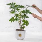 گلدان آپارتمانی آرالیا برگ پهن ژاپنی
