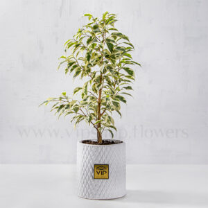 خرید اینترنتی گلان آپارتمانی بنجامین ابلق