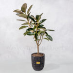 درختچه آپارتمانی فیکوس بلک بزرگ